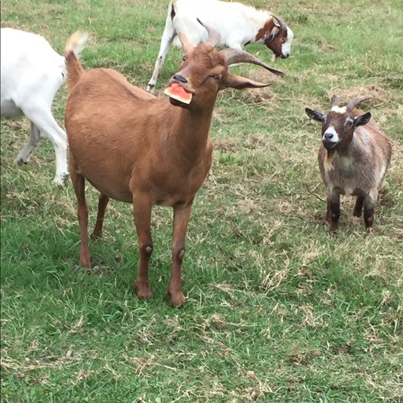 GOAT! 💕🐐 - Picture 8 of 12